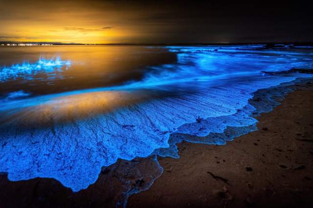 Bioluminescent waves