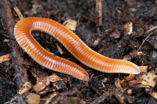 The Bristle Millipede in California’s Sequoia National Park