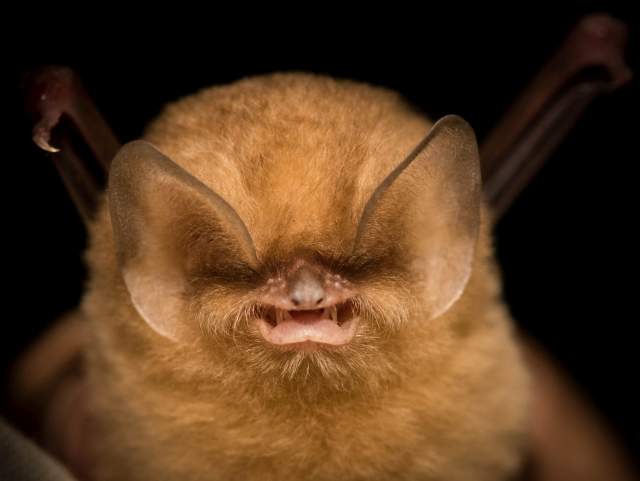 Cuban Greater Funnel-eared Bat 