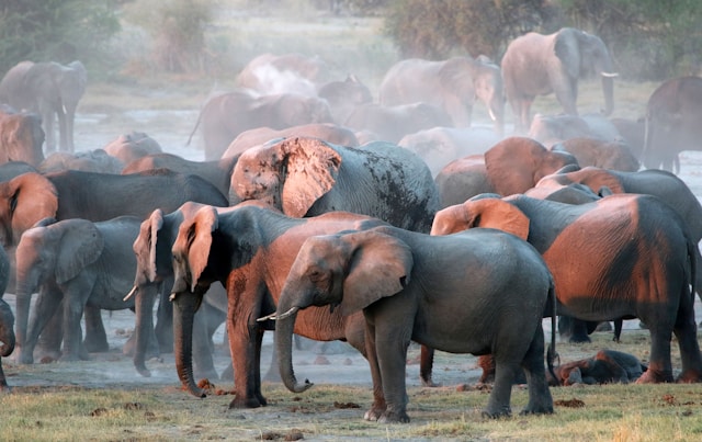 Elephants in Amboseli National Park thriving