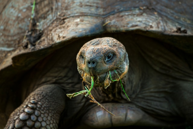 The New Galápagos tortoise on Santa Cruz Island