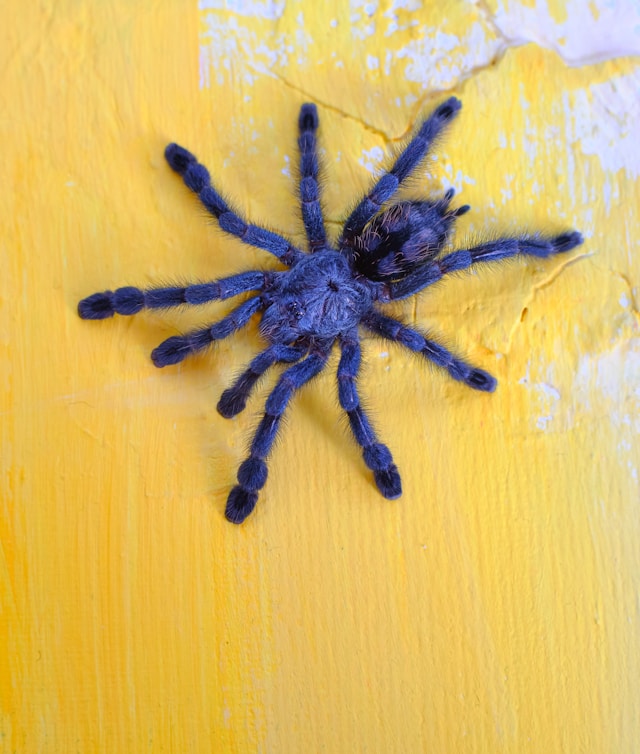 Gooty Tarantula 