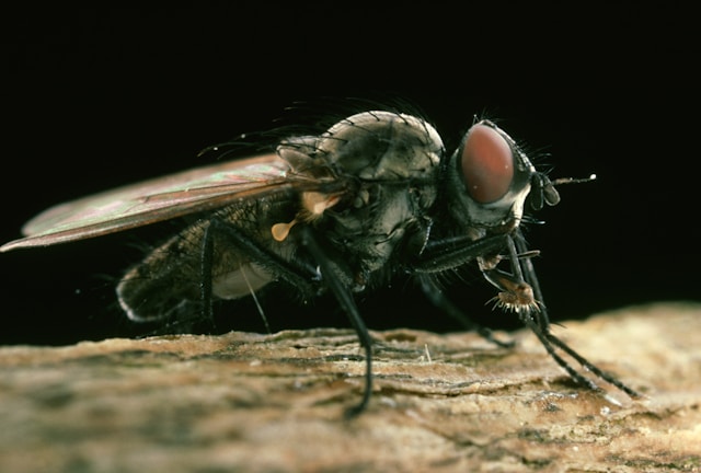 Housefly lifecycle from egg to maggot to adult fly