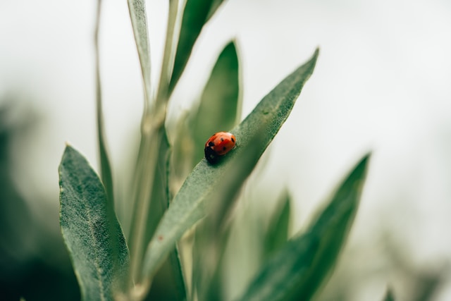 Insects as Heroes in Climate Change