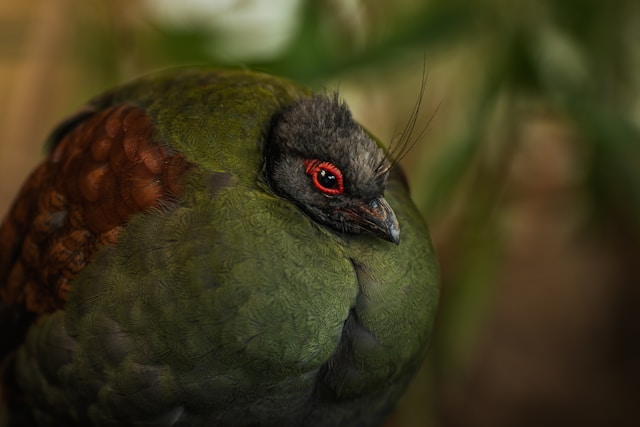 Kakapo Parrot in New Zealand