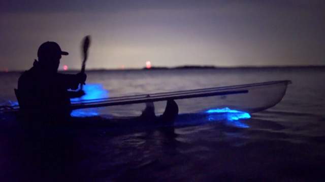 Kayaking through bioluminescent waters at night