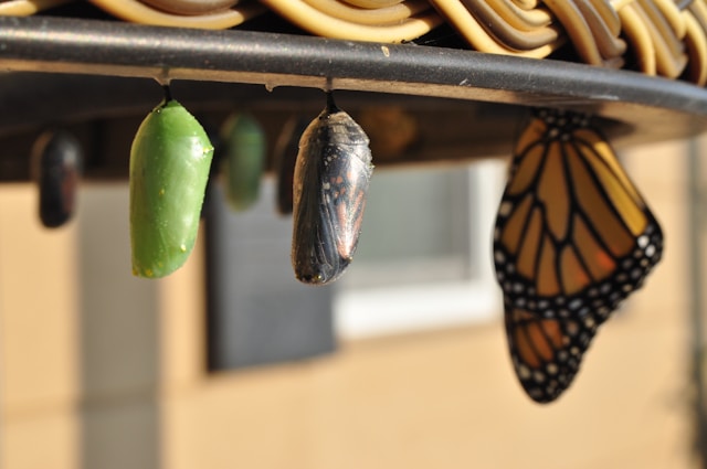 Metamorphosis of a butterfly from caterpillar to adult butterfly