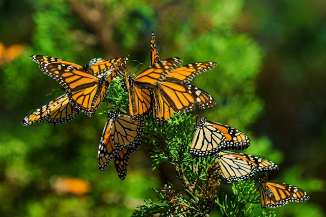 Monarch butterfly lifecycle from egg to caterpillar to chrysalis