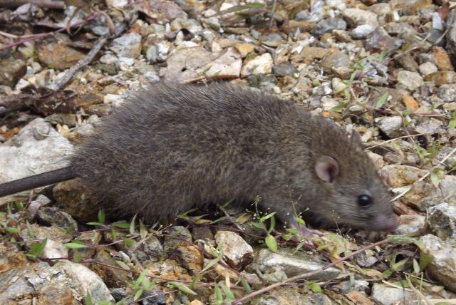 The Omnivore Rat in the mountains of Sulawesi