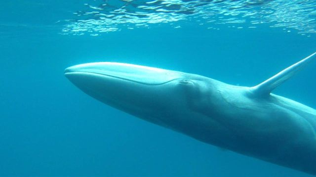 Omura’s Whale Madagascar