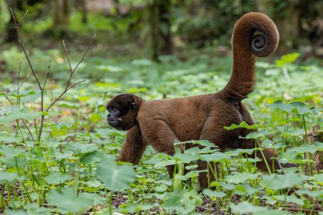 Peruvian Yellow-tailed Woolly Monkey