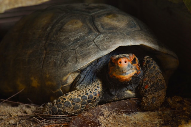 Ploughshare Tortoise 