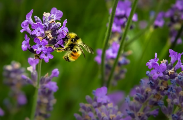 Pollination by Insects