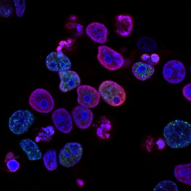 luciferin bioluminescence