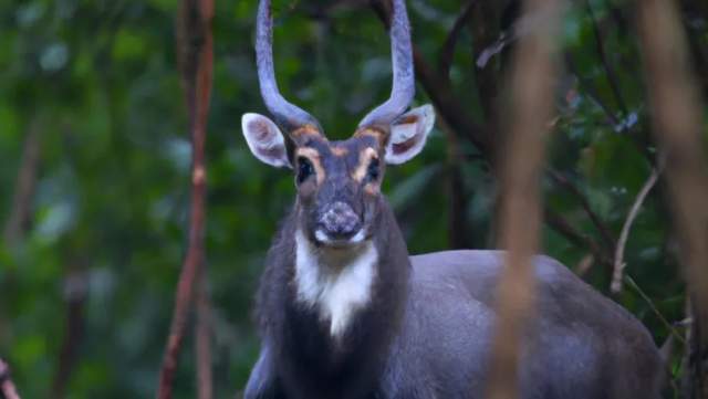 Saola in its Natural Habitat