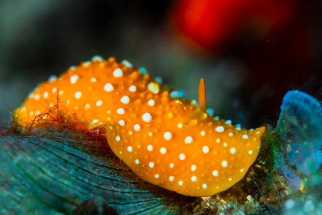 Snailfish in its habitat