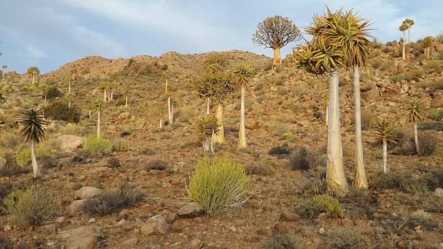 Succulent Karoo