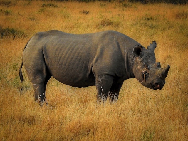 Sumatran Rhino in Safe Zone