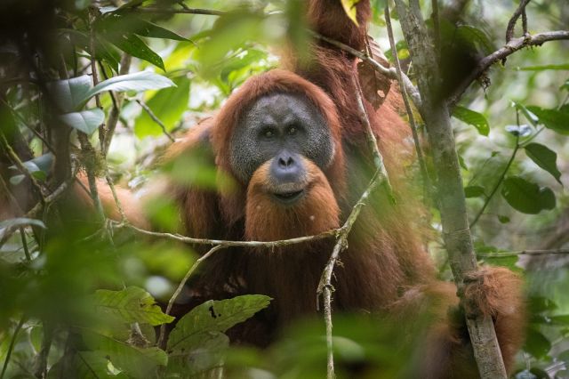 The Tapanuli Orangutan Sumatra