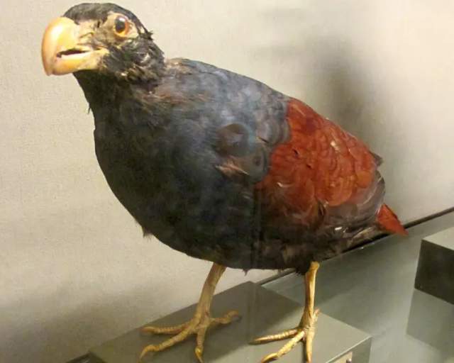 Tooth-billed Pigeon