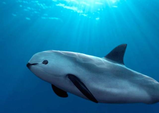 Vaquita Porpoise in the Gulf of California