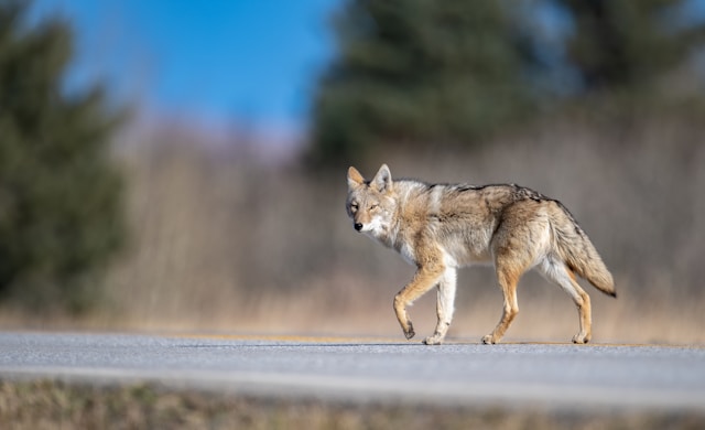 The Wakhan Wolf Afghanistan