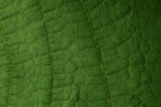 A close-up of a lotus leaf