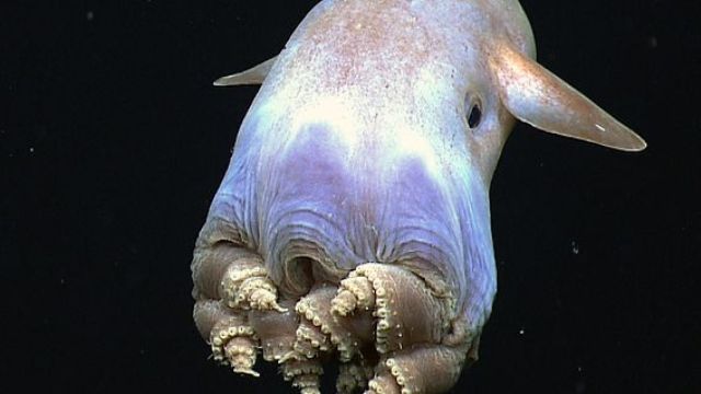 deep-sea-creatures-mariana-trench