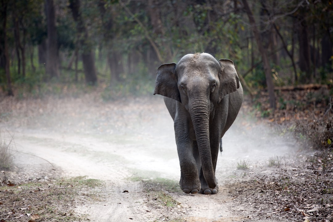 Save Elephants: Join the Fight Against Extinction