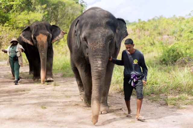 elephants eco-tourism initiatives