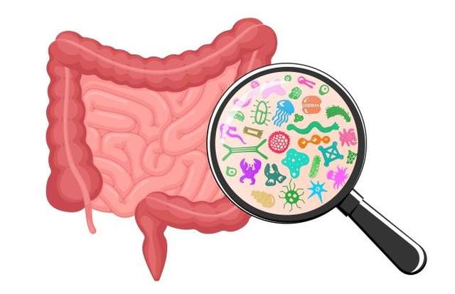 gut microbiome illustration