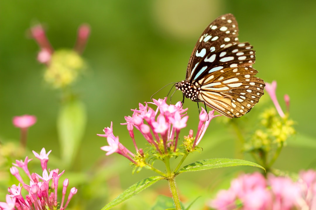 Mind-Blowing Metamorphosis: Unveiling the Incredible Transformation Journey of Insect Species