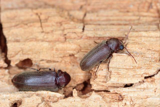 wood-boring beetles