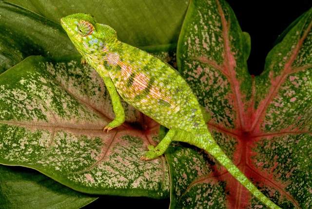 A chameleon showcasing its camouflage ability