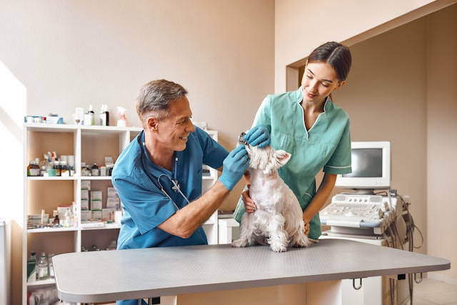 A happy pet visiting the veterinarian for a check-up