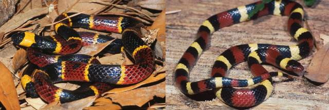 A king snake mimicking the appearance of a coral snake