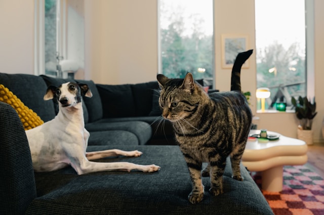 A new pet exploring their home for the first time