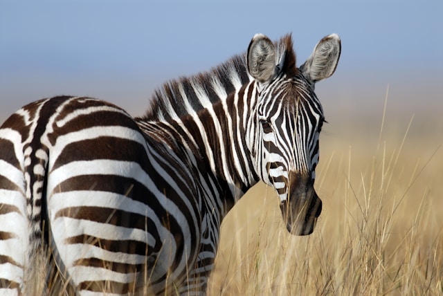 A zebra with its distinctive stripes in the wild