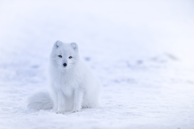 An Arctic fox blending into a snowy landscape