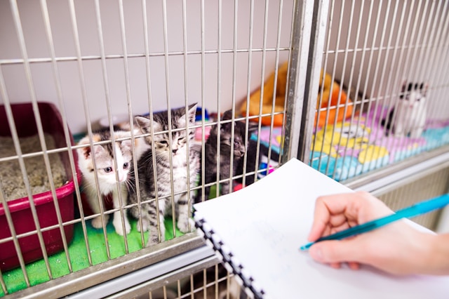 Animal shelter with pets waiting for adoption