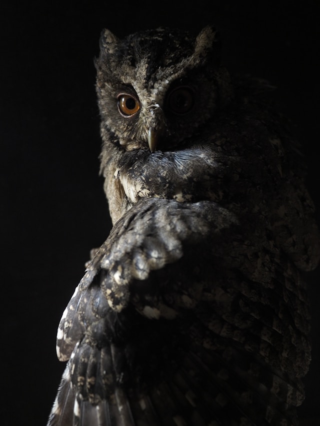 An owl at night