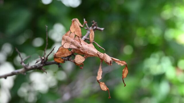 Australian Walking Stick 