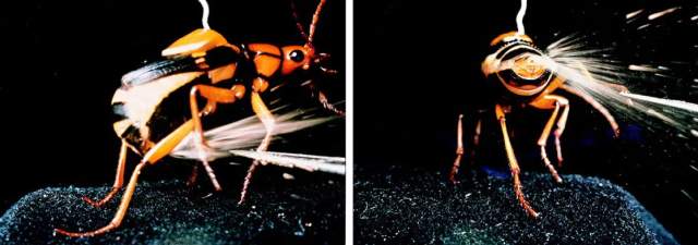 Bombardier Beetle ready to spray chemicals