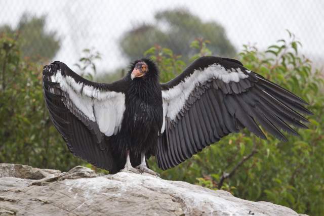 California Condor