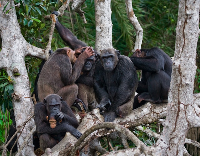 Chimpanzees interacting in a social setting