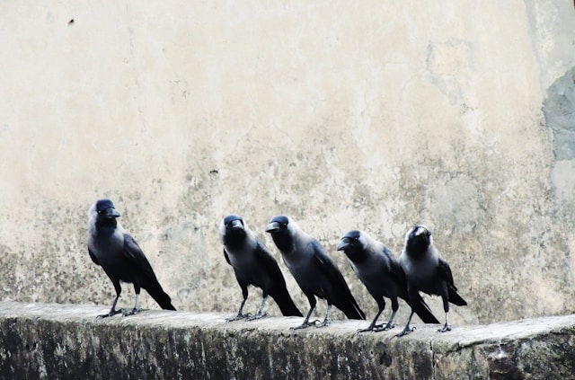 Crows gathered in a ritual that resembles a funeral