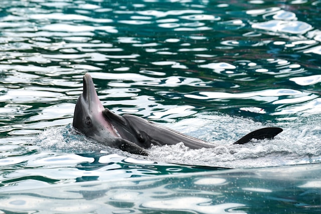 Dolphins helping a fellow dolphin in distress