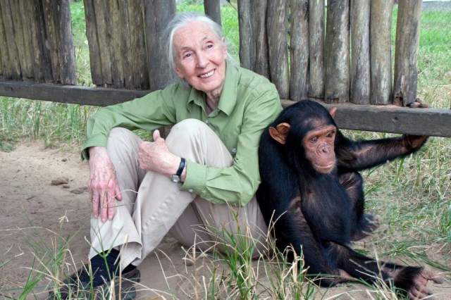 Dr. Jane Goodall observing chimpanzees