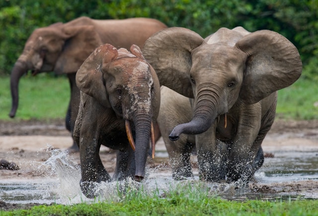 Elephants displaying emotional intelligence