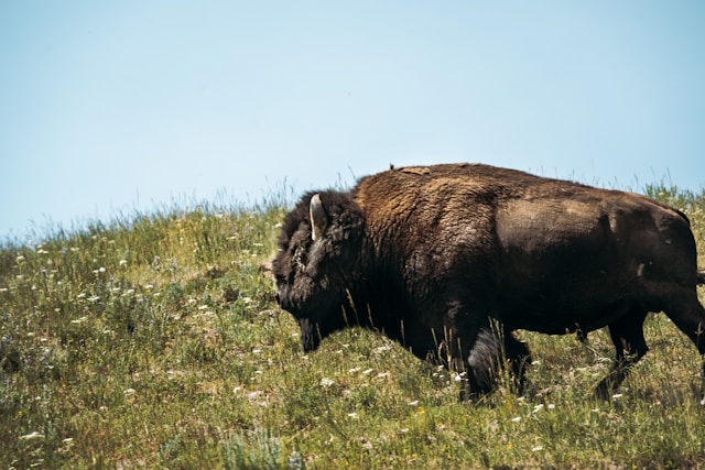 European bison